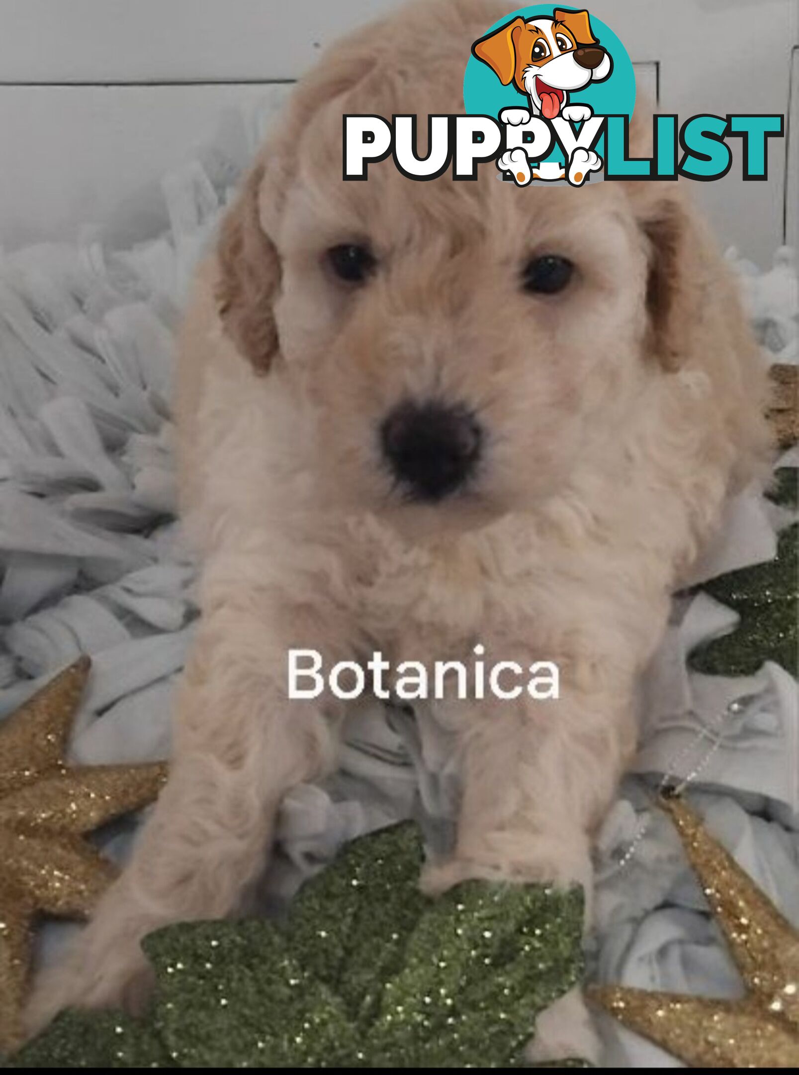 ■  6 PUREBRED MINIATURE POODLES 3BOYS 3GIRLS, (BOTANICA)