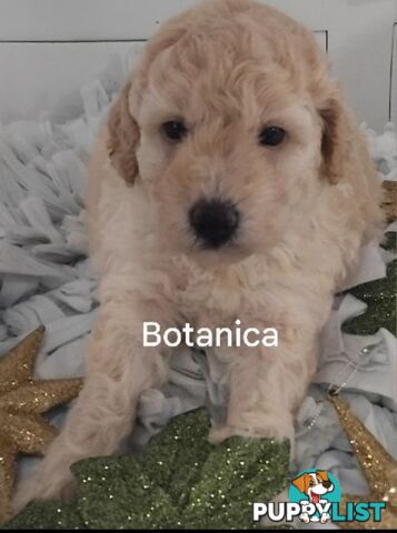 ■  6 PUREBRED MINIATURE POODLES 3BOYS 3GIRLS, (BOTANICA)