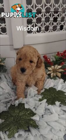 ■  6 PUREBRED MINIATURE POODLES 3BOYS 3GIRLS, (BOTANICA)