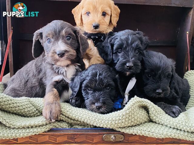 Beautiful Cavoodle puppy’s