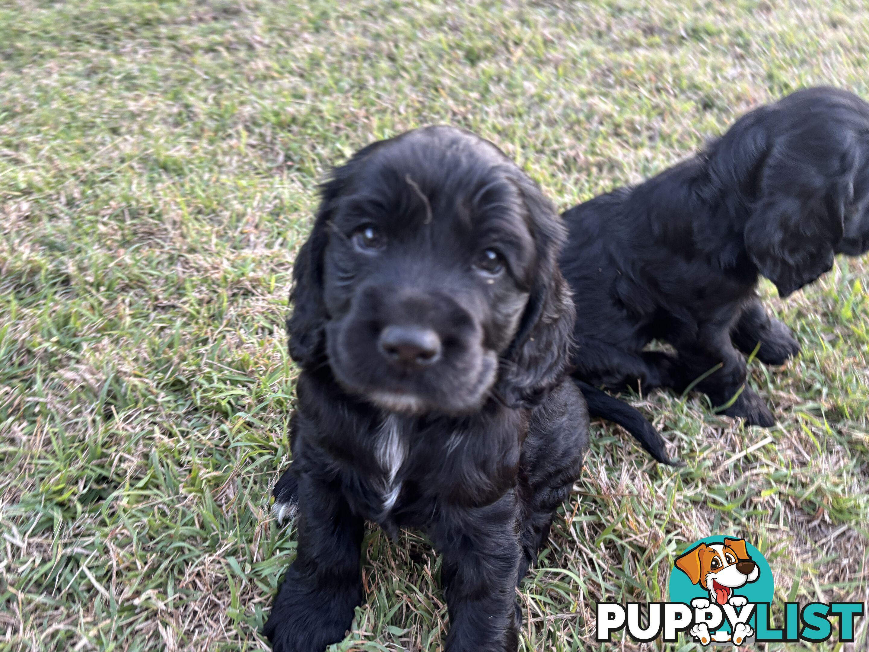 Purebred cocker spaniel puppies