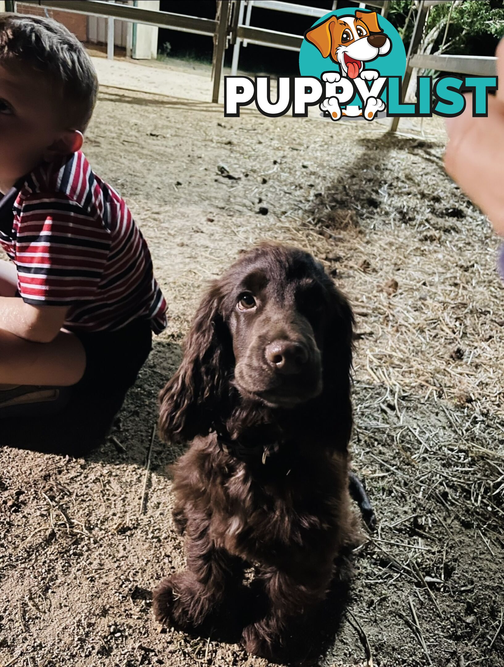 Purebred cocker spaniel puppies