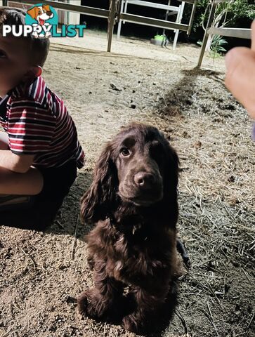 Purebred cocker spaniel puppies