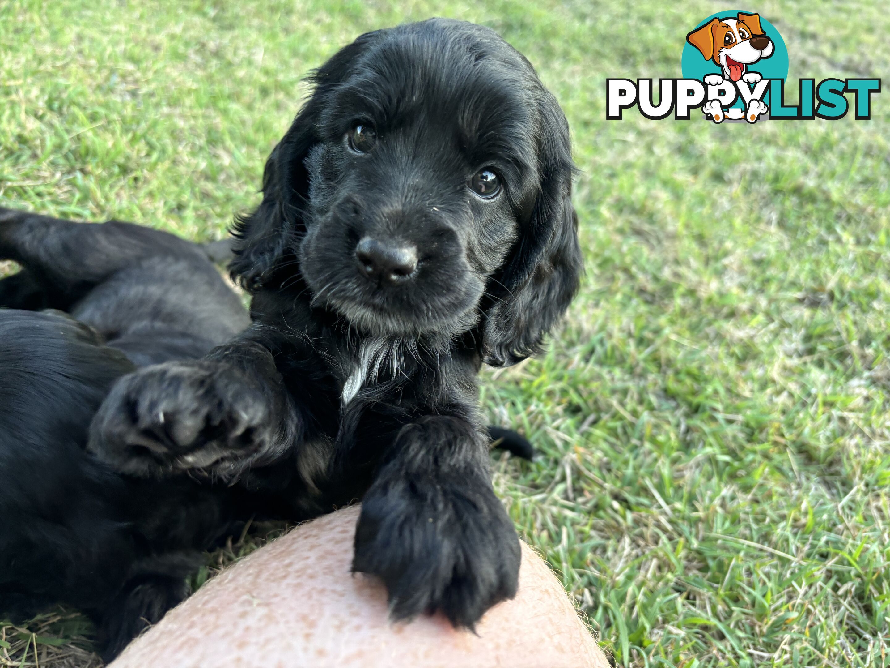 Purebred cocker spaniel puppies