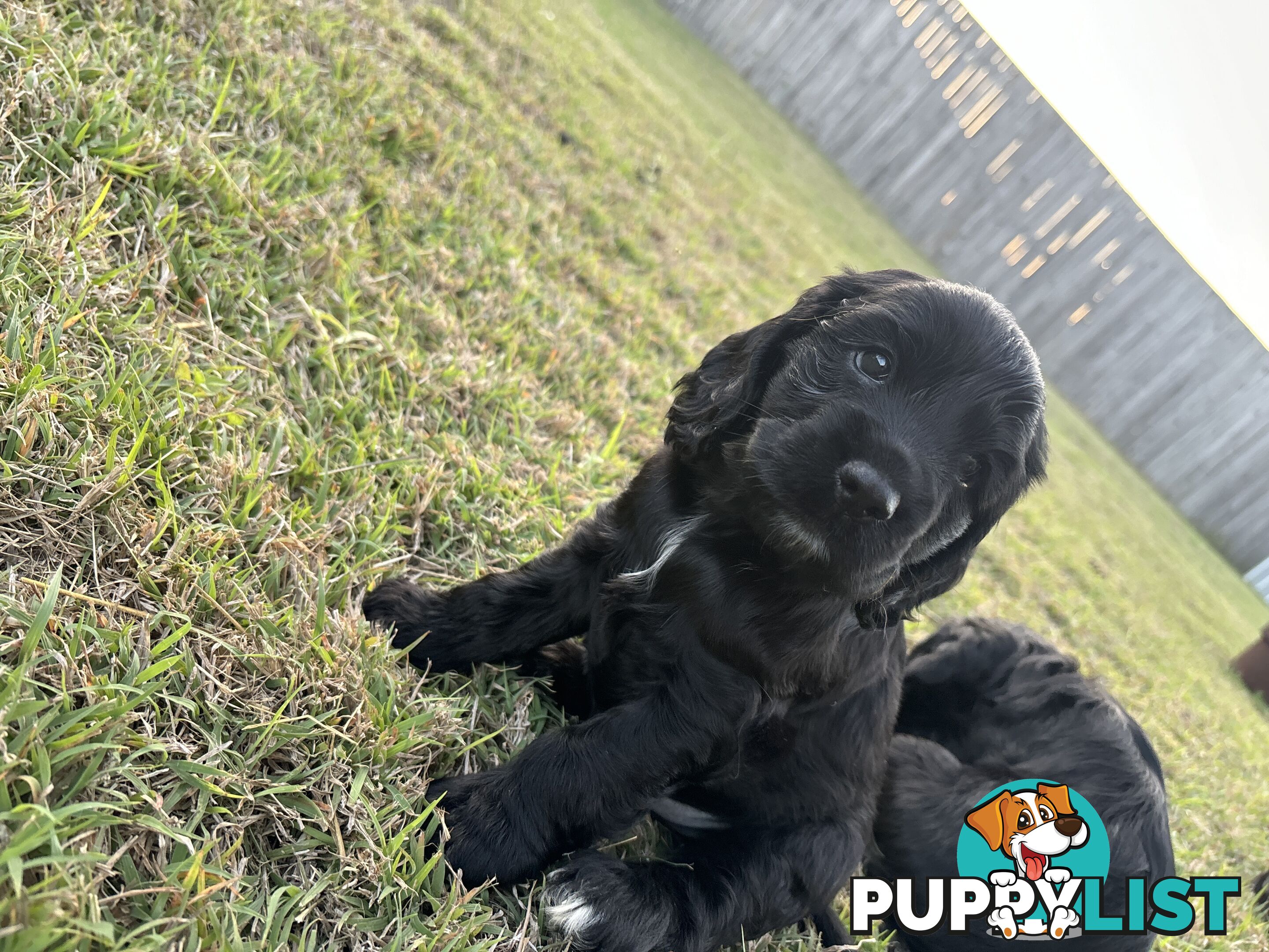 Purebred cocker spaniel puppies