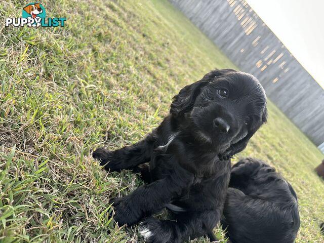 Purebred cocker spaniel puppies