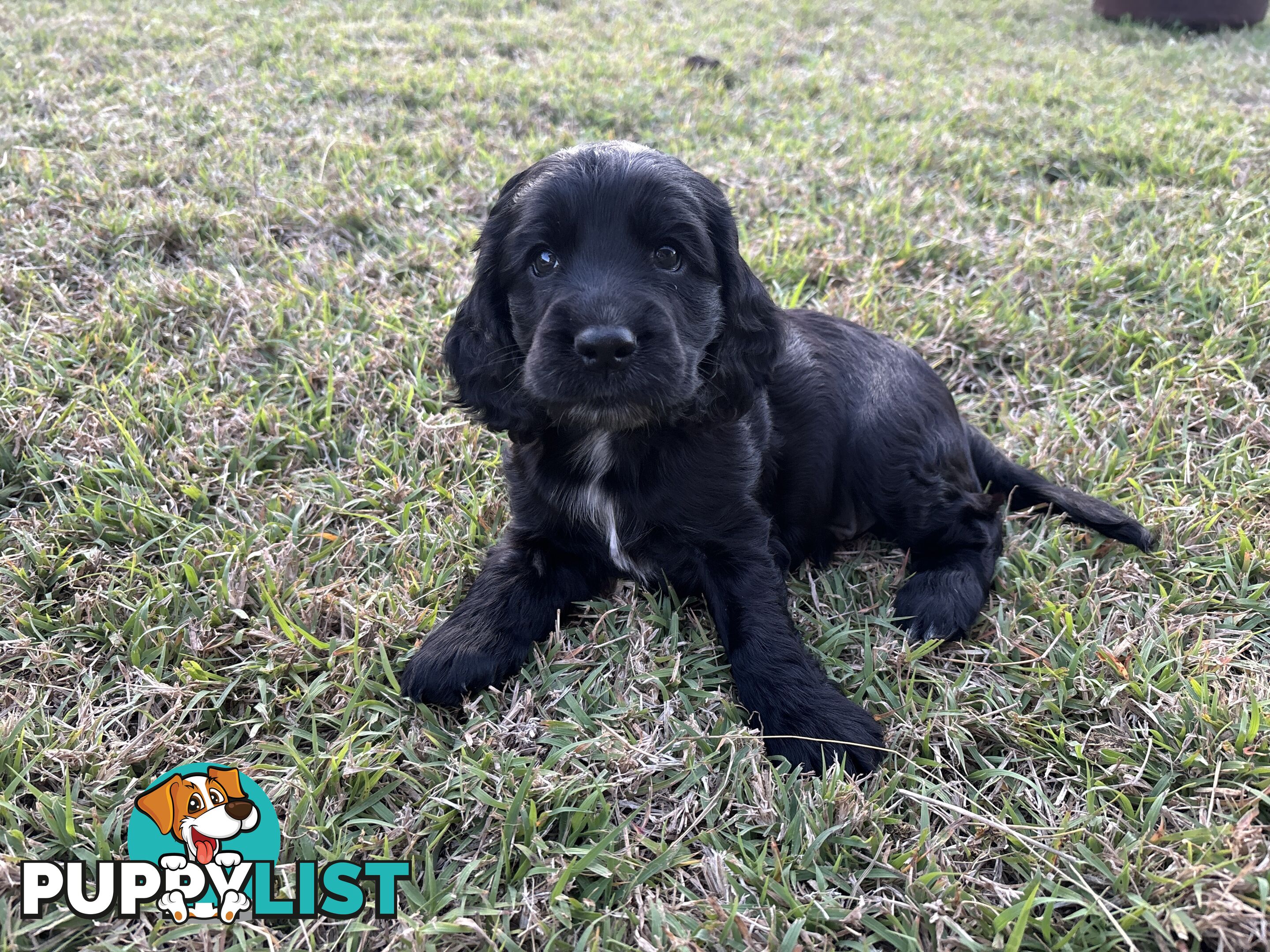 Purebred cocker spaniel puppies