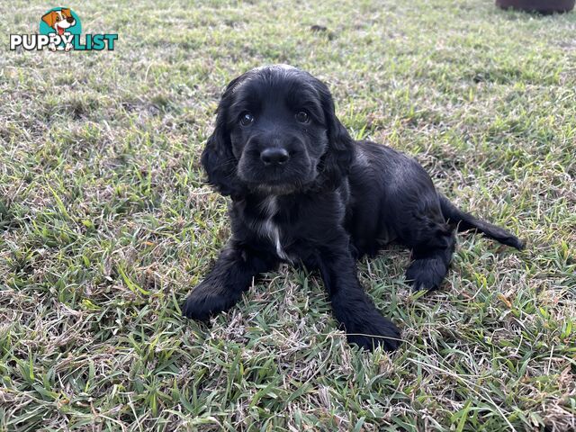 Purebred cocker spaniel puppies