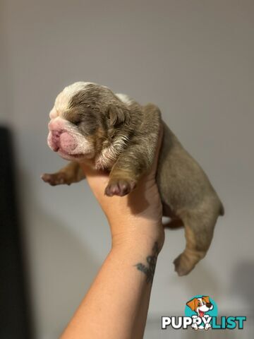 Pure bread British bulldogs lilac boys &amp; girls ready before Christmas