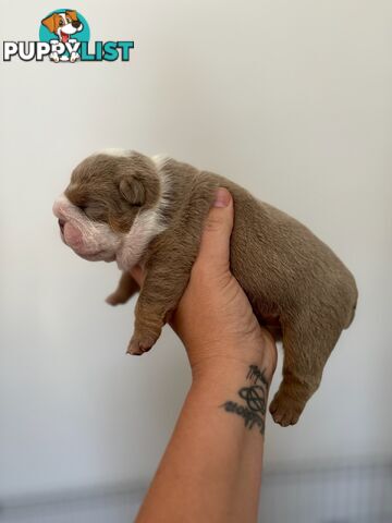 Pure bread British bulldogs lilac boys &amp; girls ready before Christmas