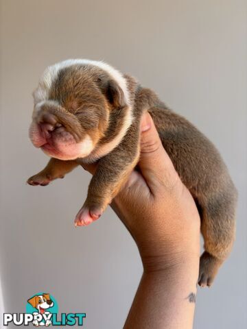 Pure bread British bulldogs lilac boys &amp; girls ready before Christmas