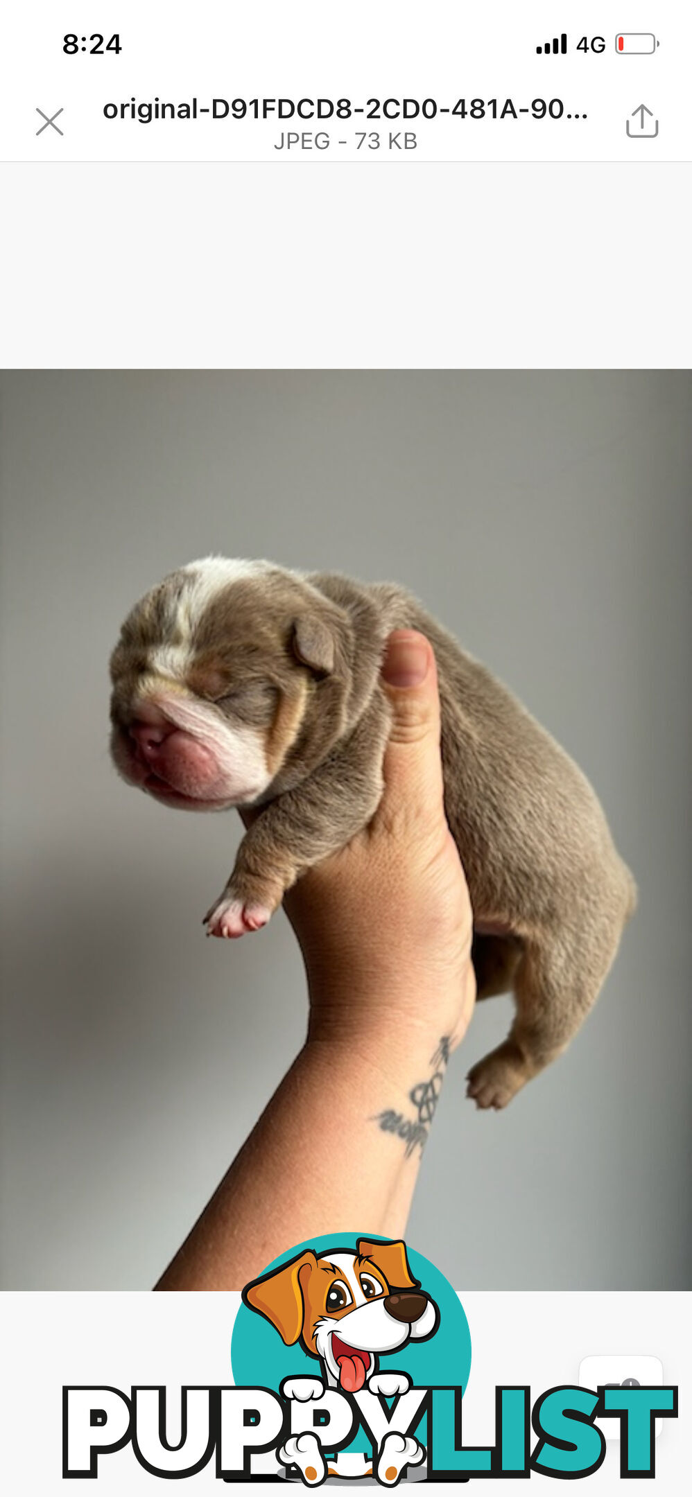 Pure bread British bulldogs lilac boys &amp; girls ready before Christmas