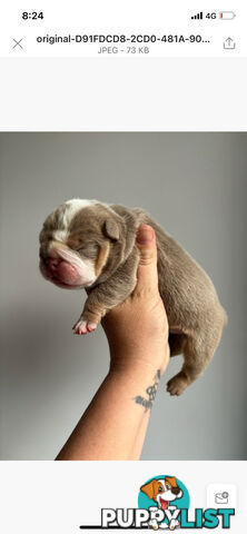 Pure bread British bulldogs lilac boys &amp; girls ready before Christmas