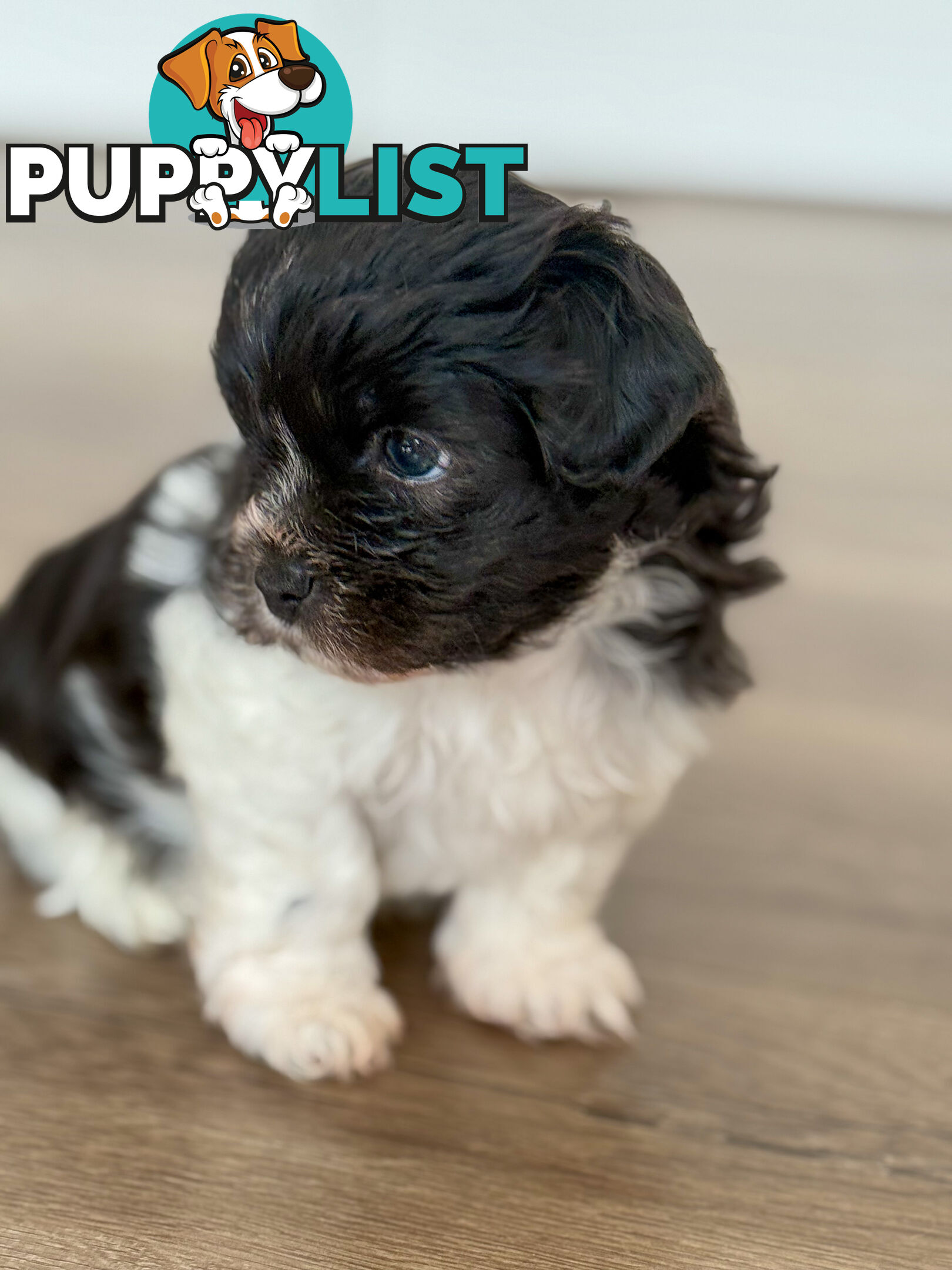 Maltese X Shitzu Puppies