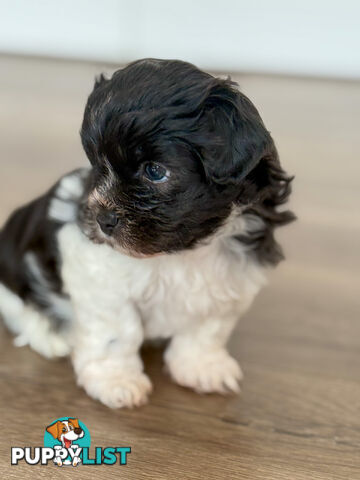 Maltese X Shitzu Puppies