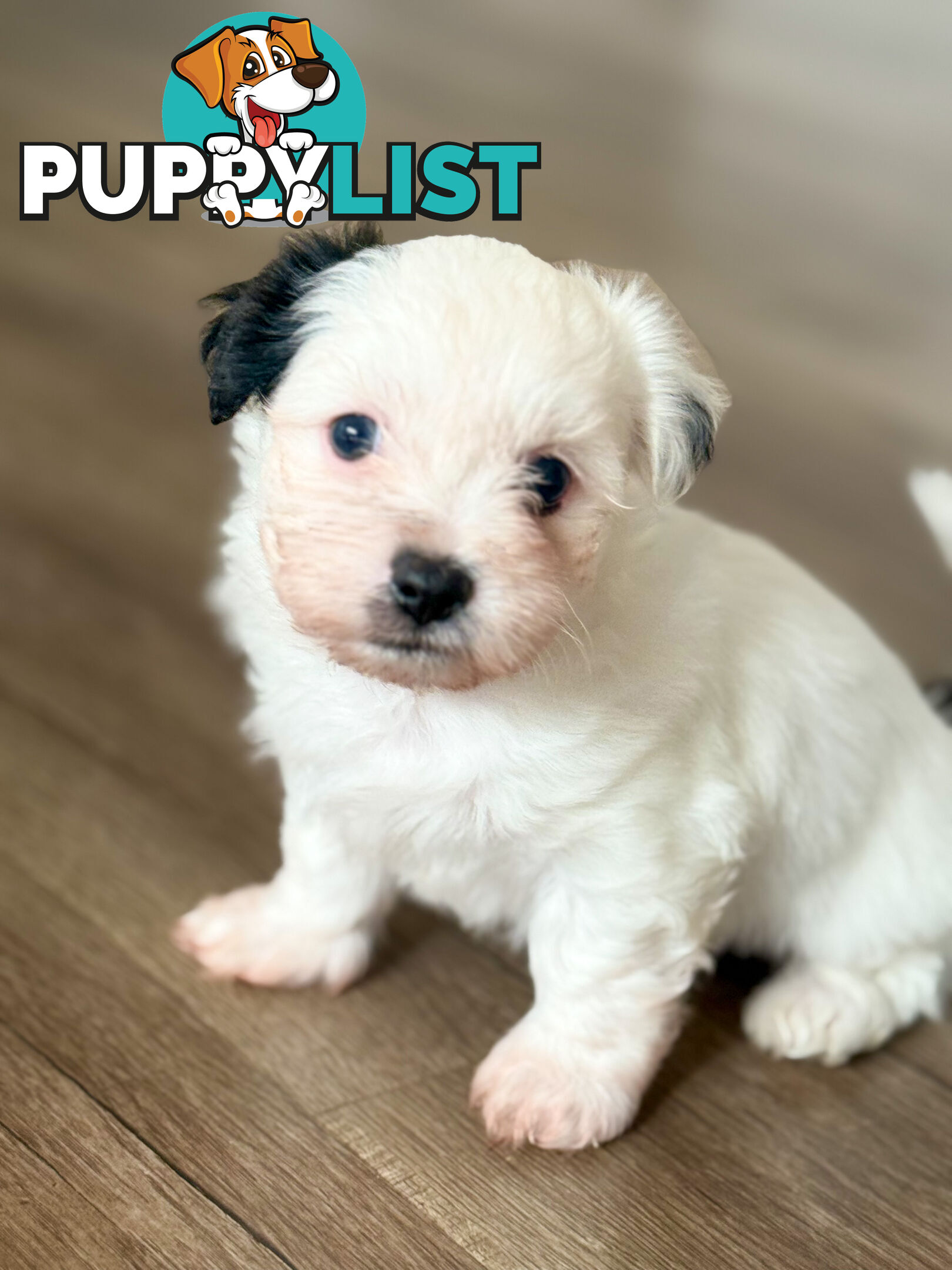 Maltese X Shitzu Puppies