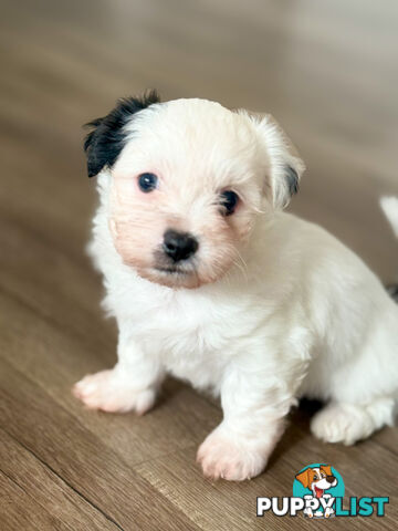 Maltese X Shitzu Puppies