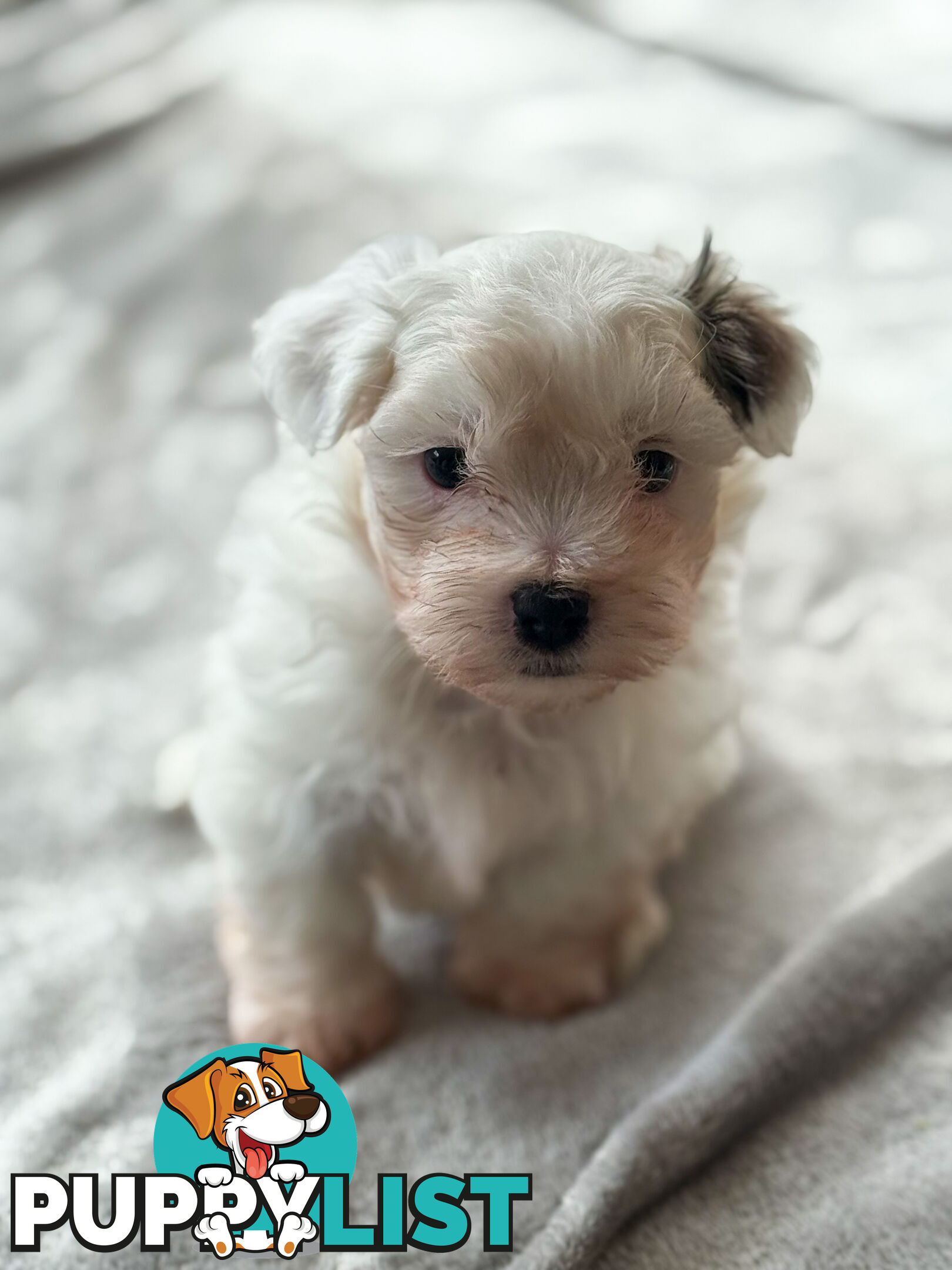 Maltese X Shitzu Puppies