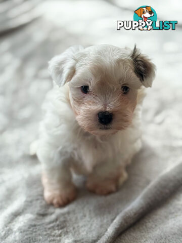 Maltese X Shitzu Puppies