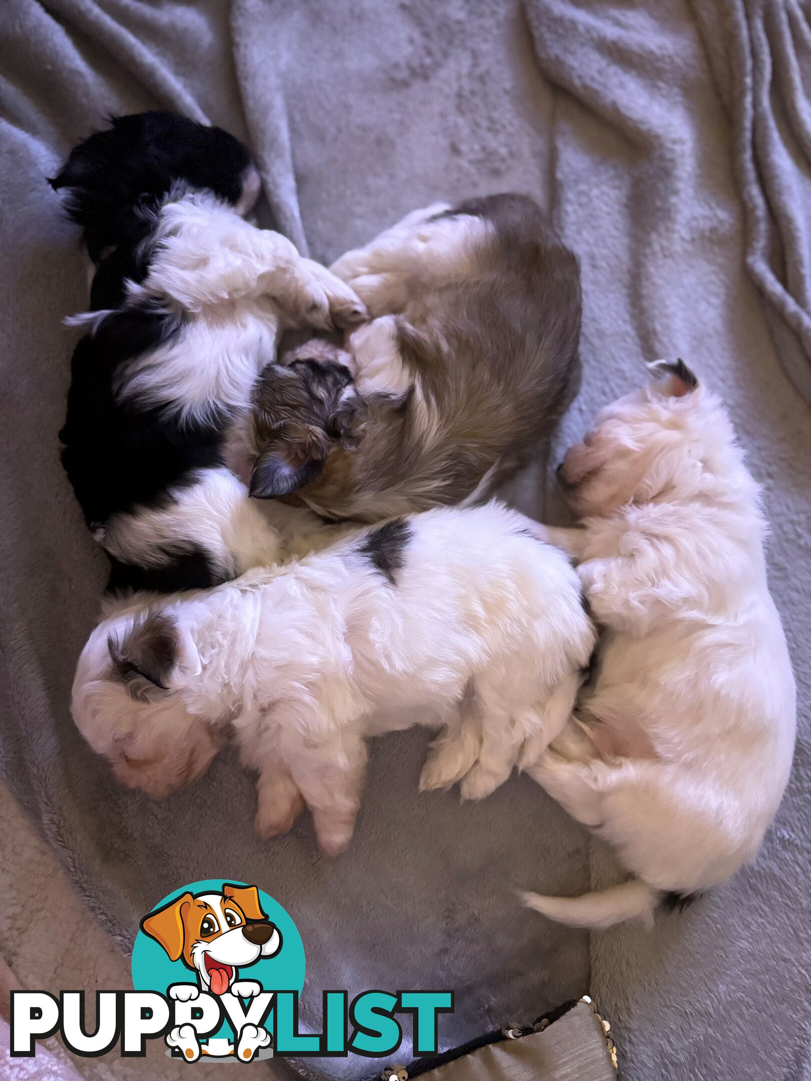 Maltese X Shitzu Puppies
