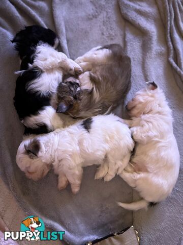 Maltese X Shitzu Puppies