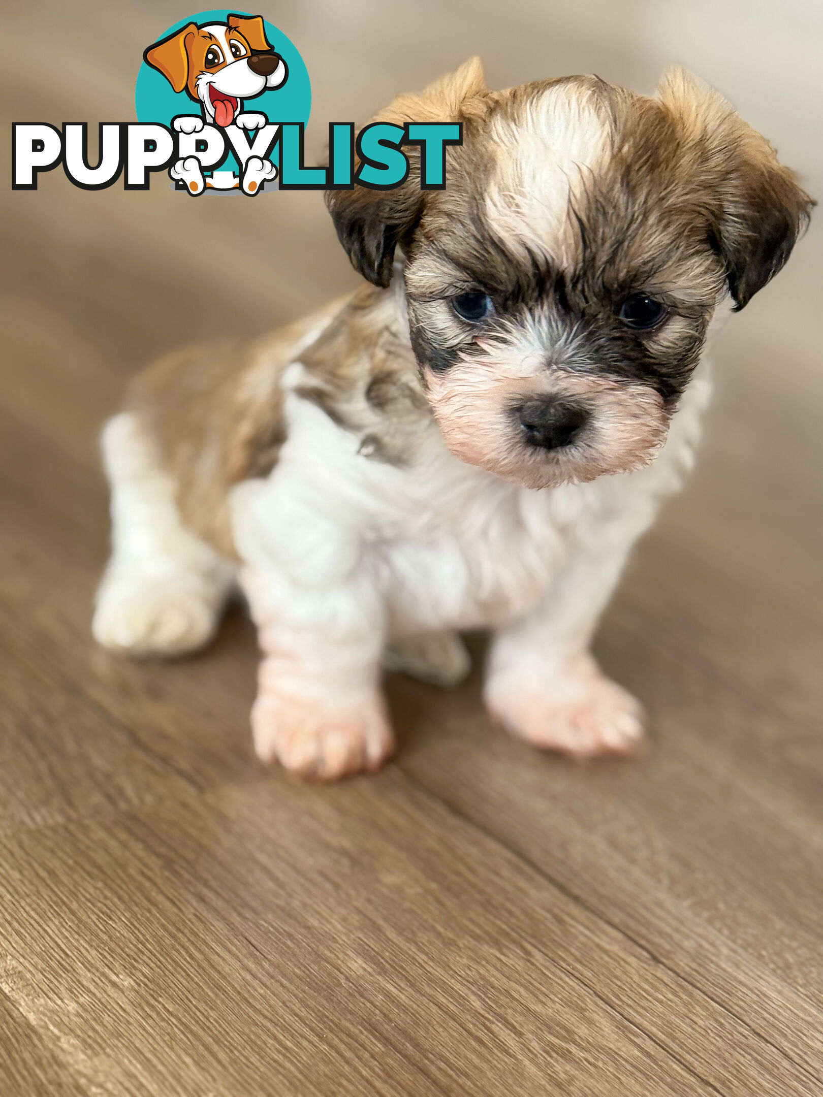 Maltese X Shitzu Puppies