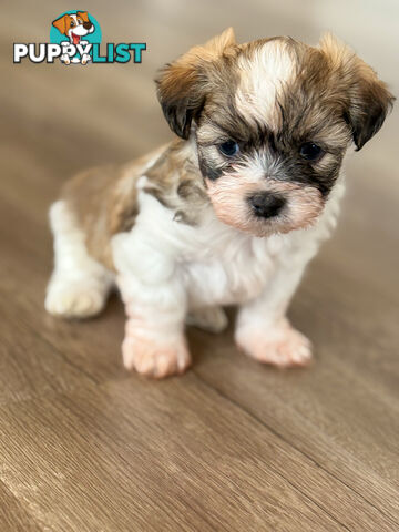 Maltese X Shitzu Puppies