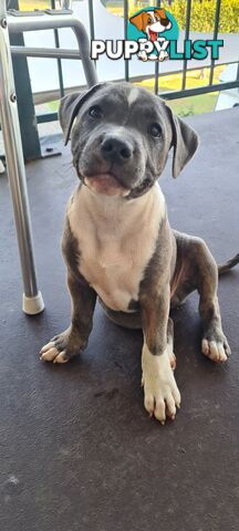 Purebred Blue English Staffy