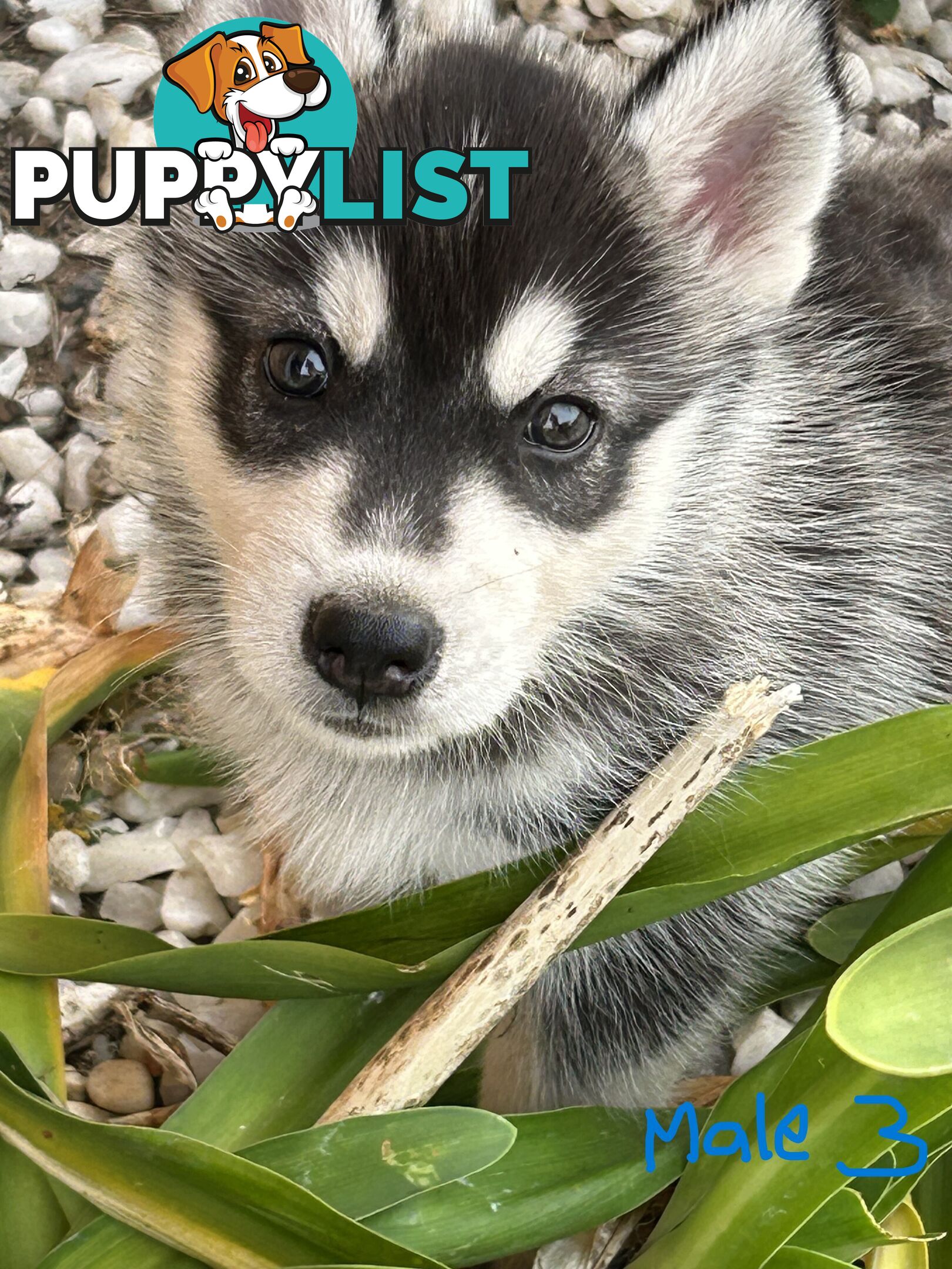 Siberian Husky pups for sale