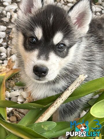 Siberian Husky pups for sale