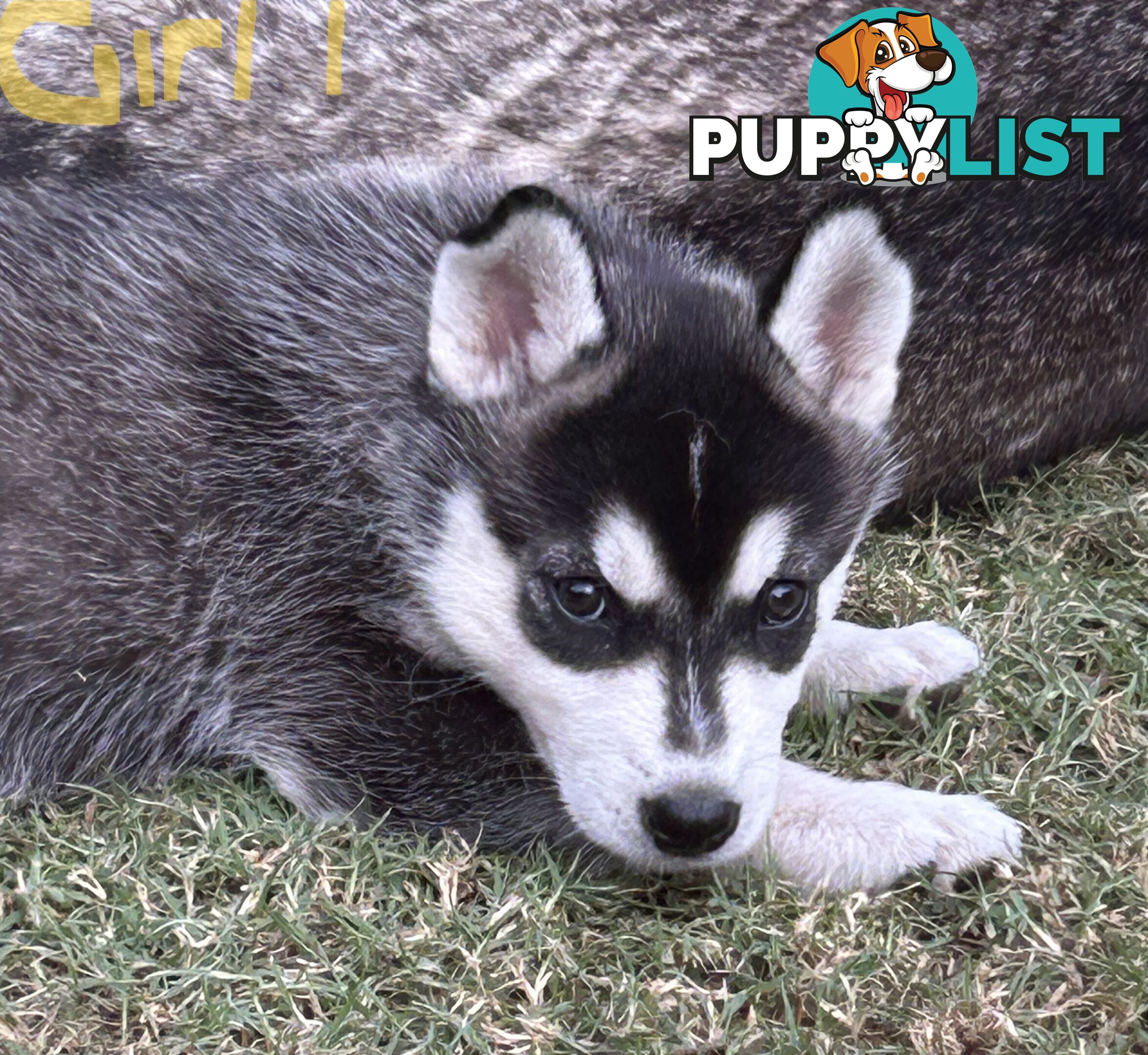 Siberian Husky pups for sale