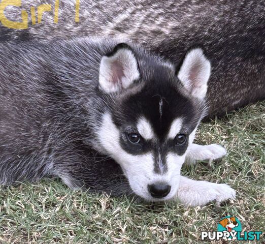 Siberian Husky pups for sale