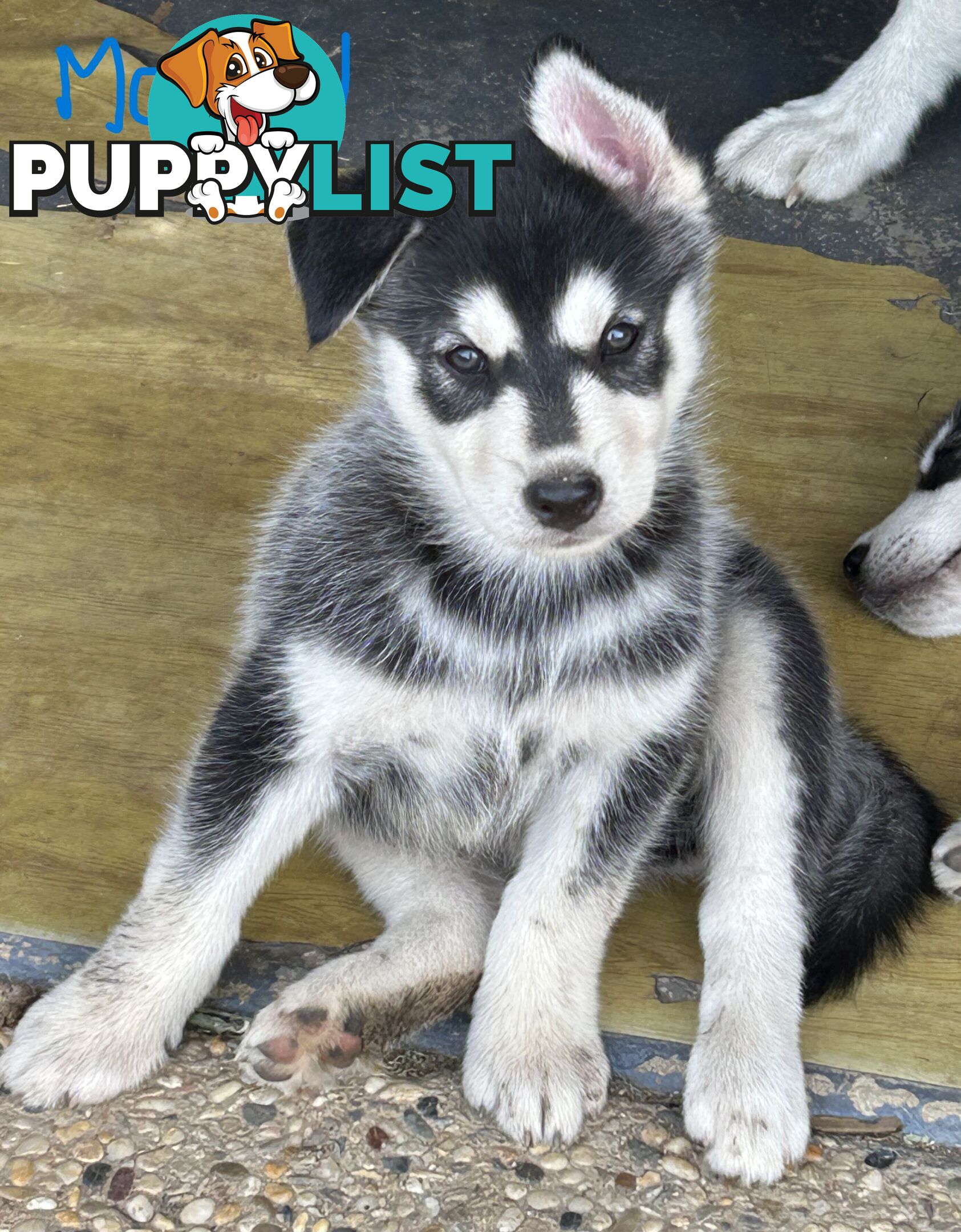 Siberian Husky pups for sale