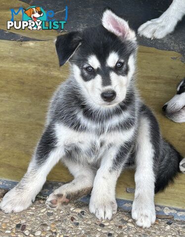 Siberian Husky pups for sale