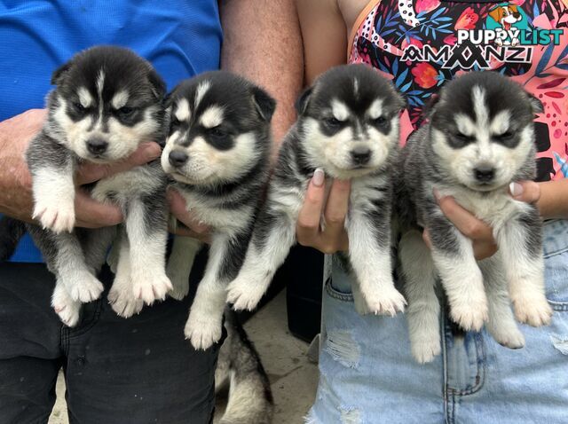 Siberian Husky pups for sale