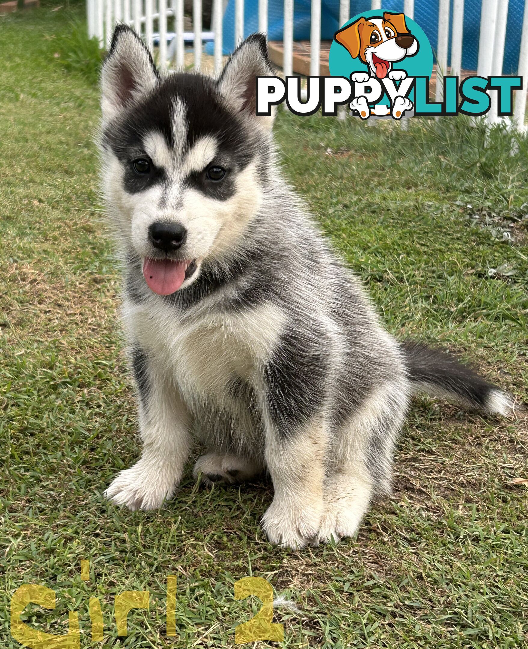 Siberian Husky pups for sale