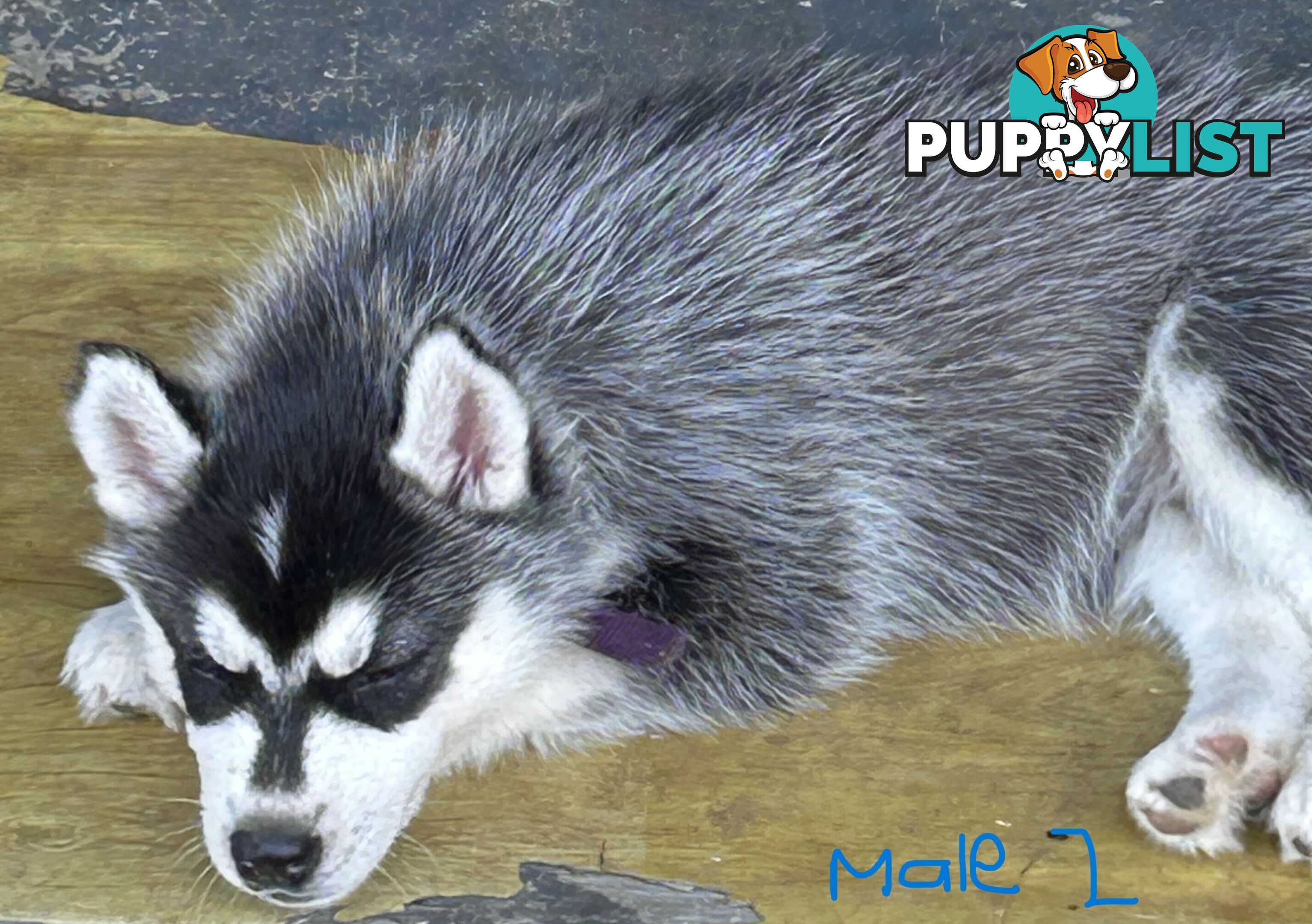 Siberian Husky pups for sale