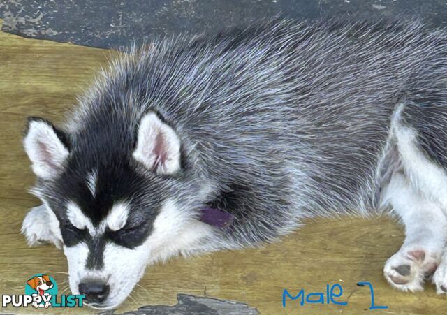 Siberian Husky pups for sale