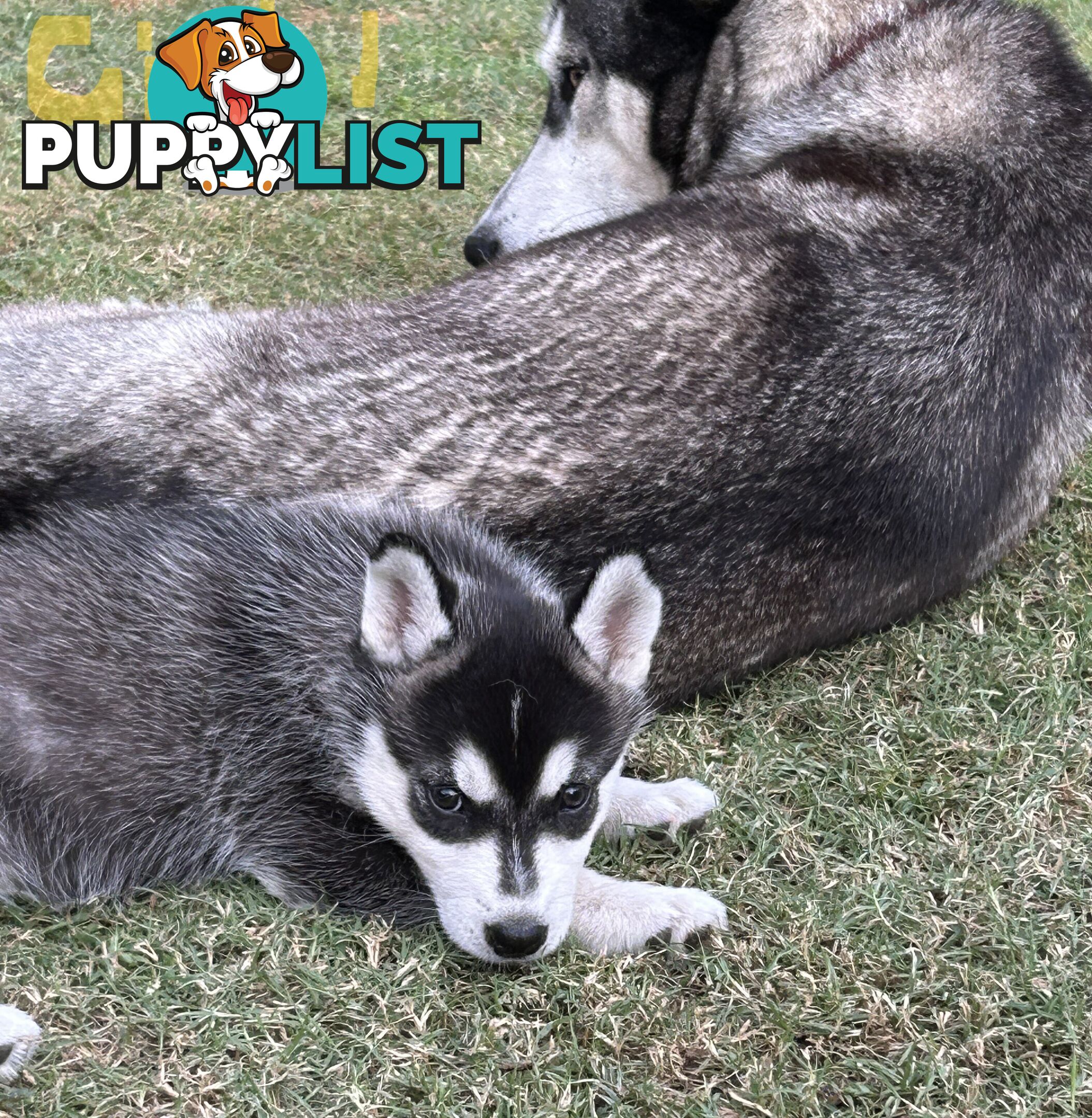 Siberian Husky pups for sale