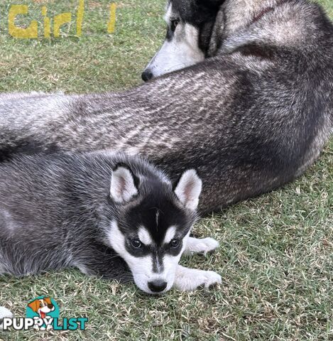 Siberian Husky pups for sale