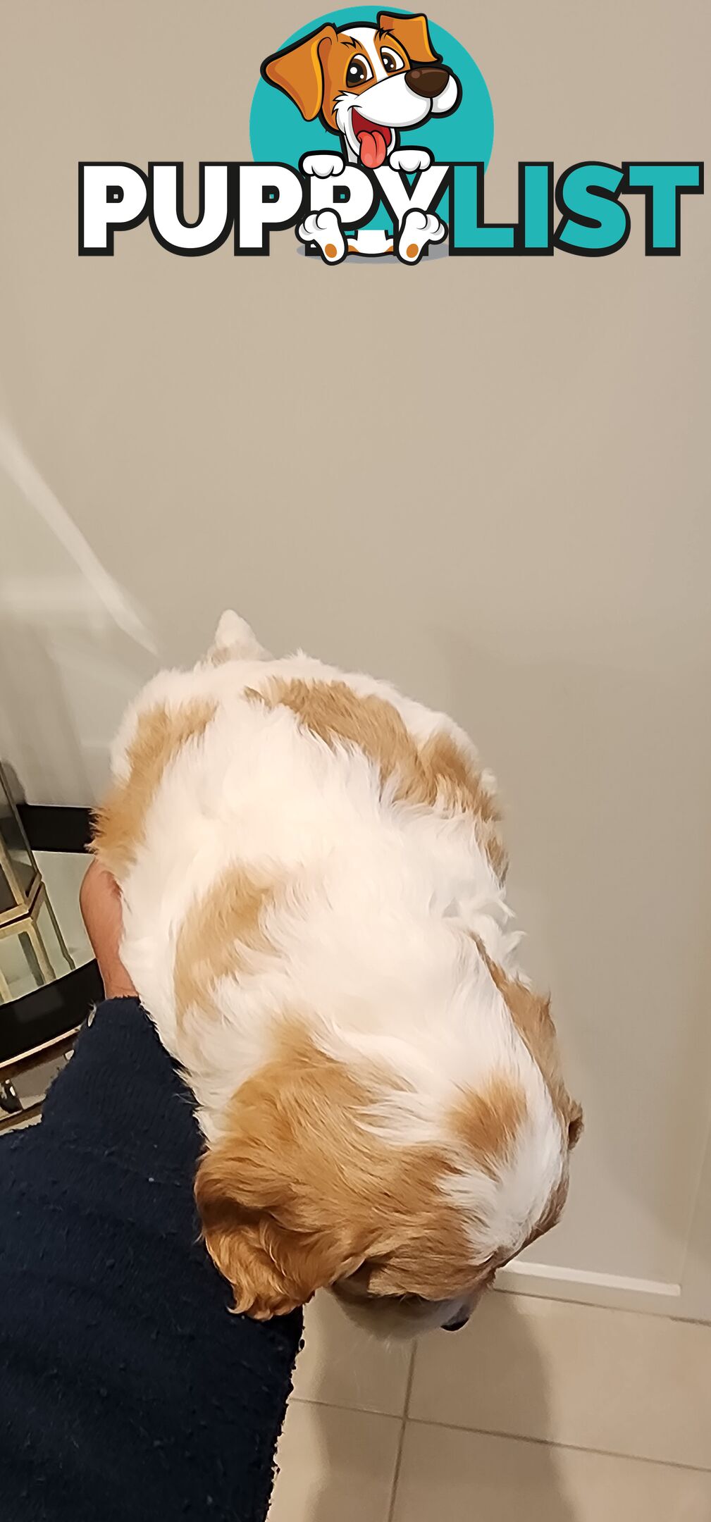 Female Toy Cavoodle for Sale