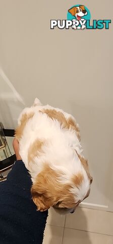 Female Toy Cavoodle for Sale