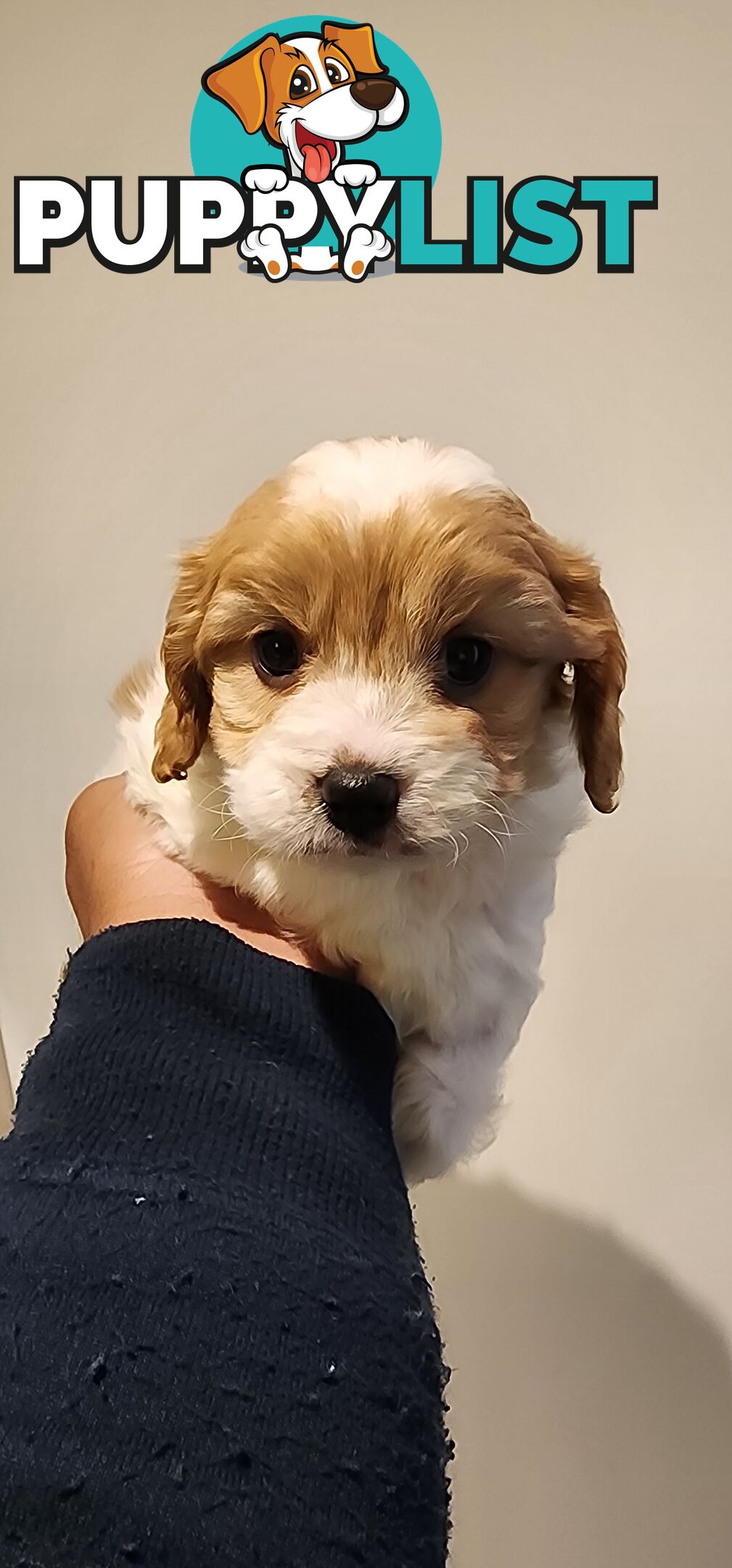 Female Toy Cavoodle for Sale