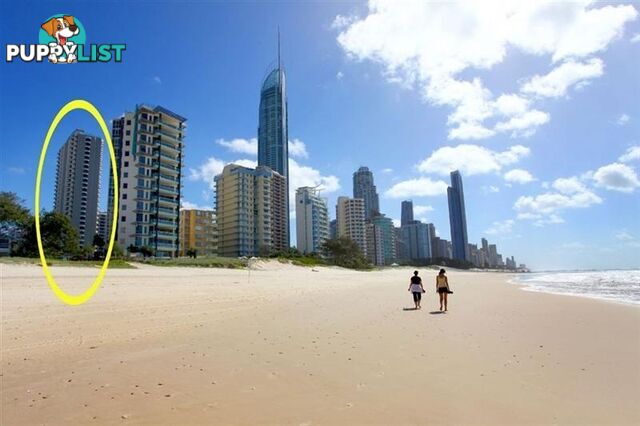 2605/5-25 Enderley Ave SURFERS PARADISE QLD 4217