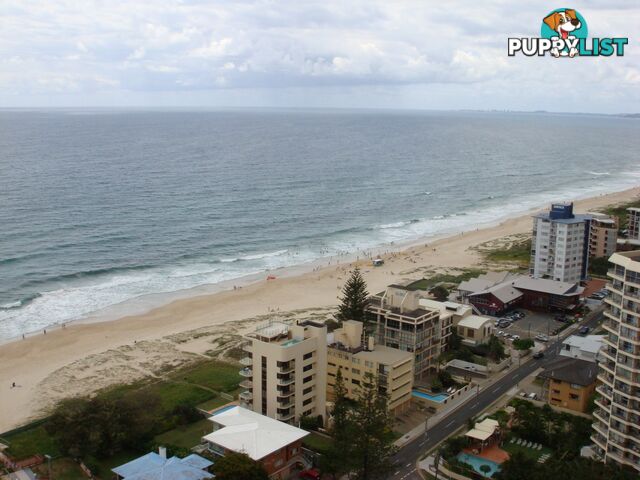 2605/5-25 Enderley Ave SURFERS PARADISE QLD 4217