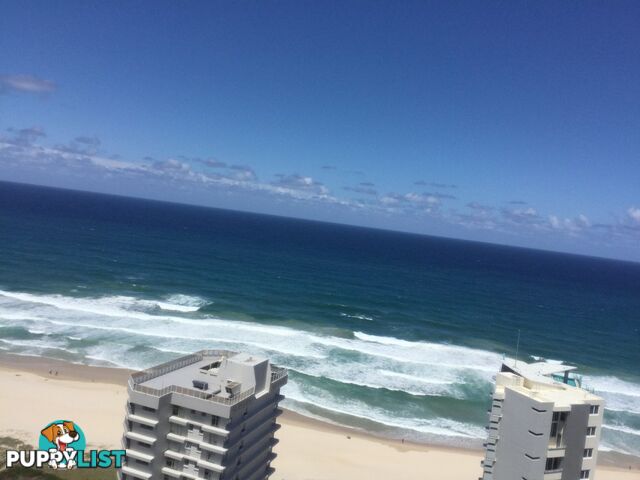 2605/5-25 Enderley Ave SURFERS PARADISE QLD 4217