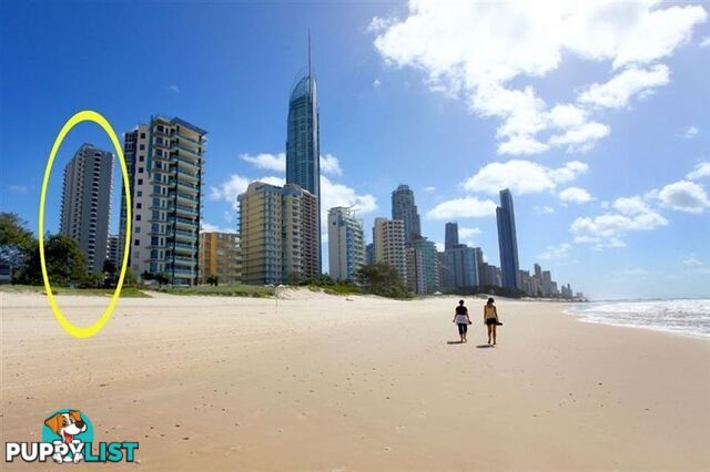 1302/5-25 Enderley Ave SURFERS PARADISE QLD 4217