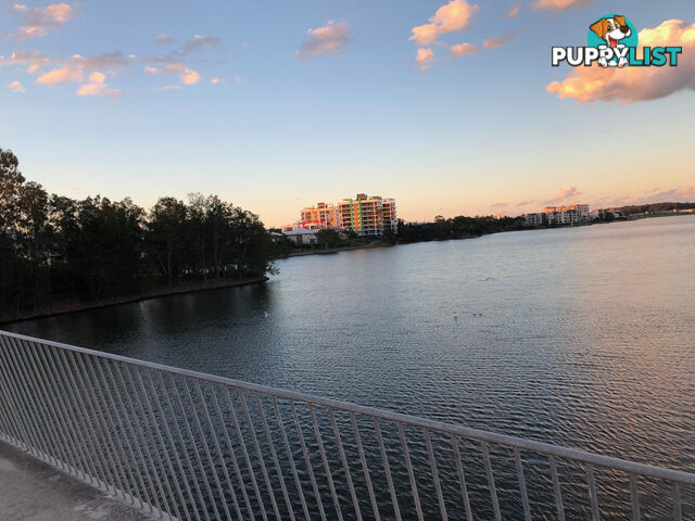 251/33 Lakefront Crescent VARSITY LAKES QLD 4227