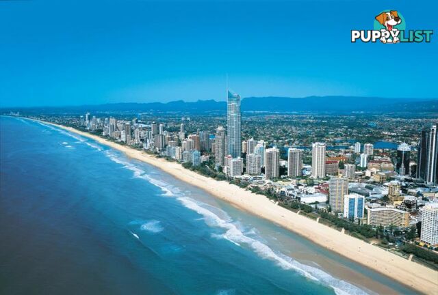 SURFERS PARADISE QLD 4217