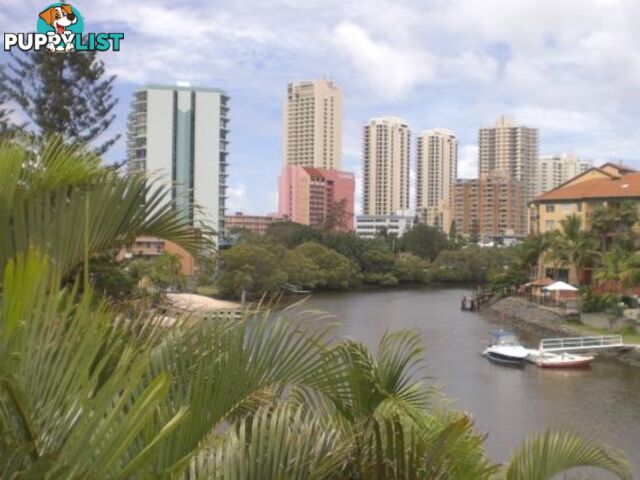 SURFERS PARADISE QLD 4217